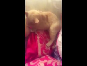 Una preciosa rubia follada sin descanso.